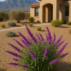 Salvia Plant Care