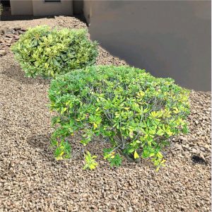 mockorange Guzmans Garden Centers Pittosporum shrubs and plants