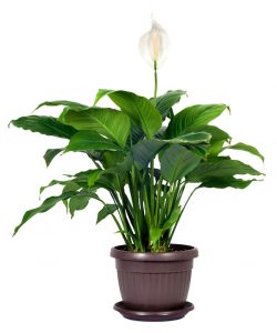 Houseplant Spathiphyllum Floribundum peace Lily Guzmans Garden Centers Indoor Plants that are toxic to pets