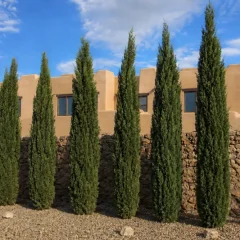 Italian Cypress trees