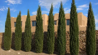Italian Cypress trees