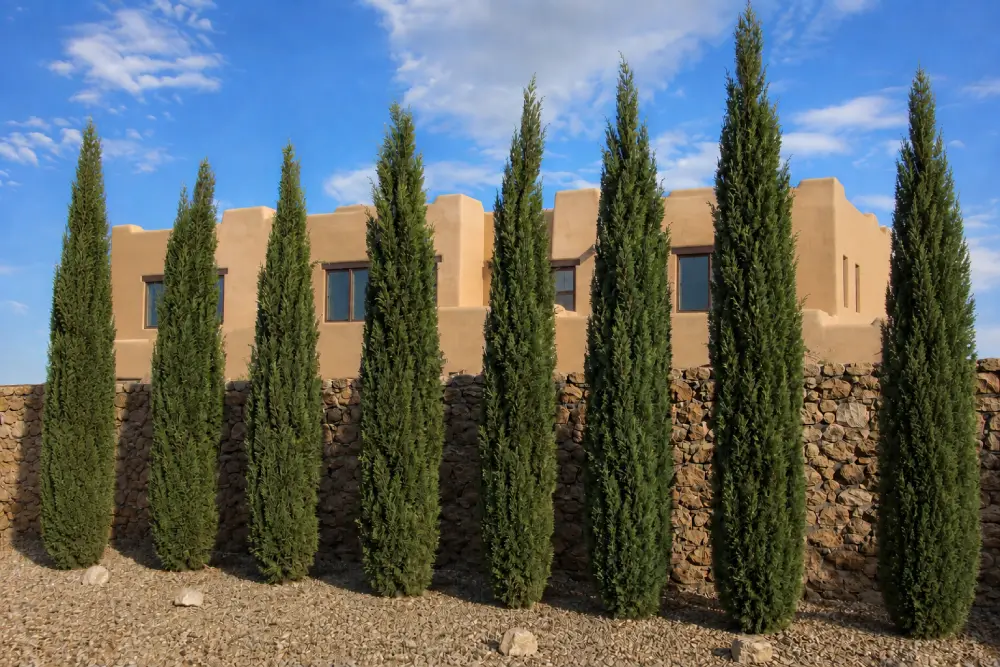 Italian Cypress Trees Fall is a great time to plant Italian Cypress trees