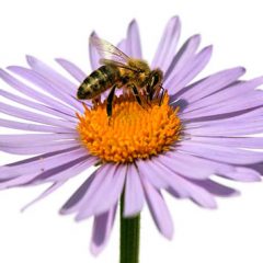 Plants that are attracted to bees