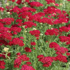 Red Yarrow Pictures Landscape