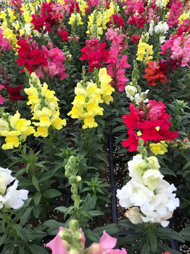 Colorful Snapdragons