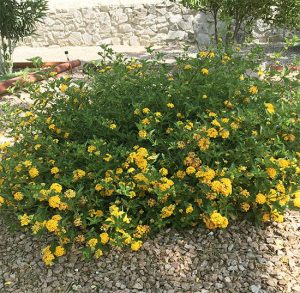 Lantana Plants