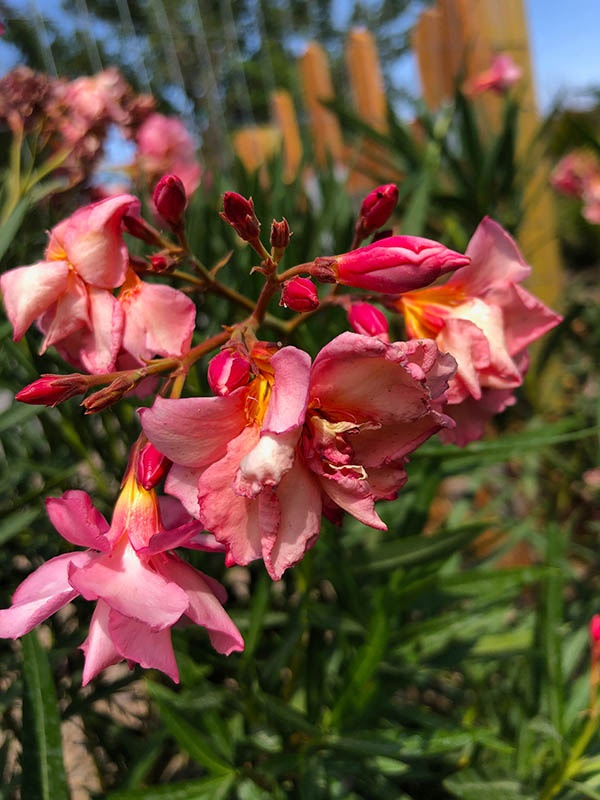 roedingoleander Guzmans Garden Centers