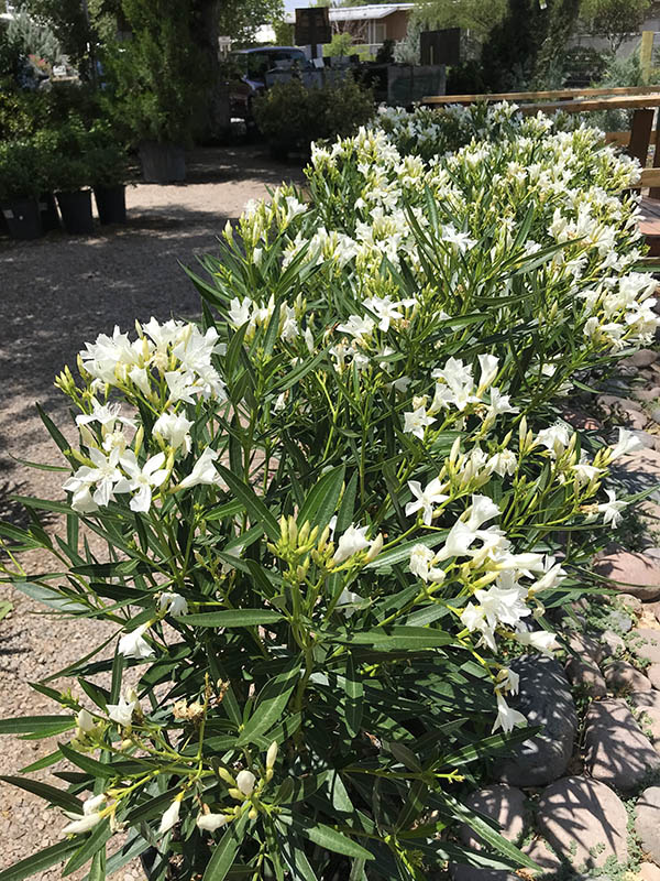 Nerium Oleander 3 FRESH CUTTINGS Fragrant Oleander 