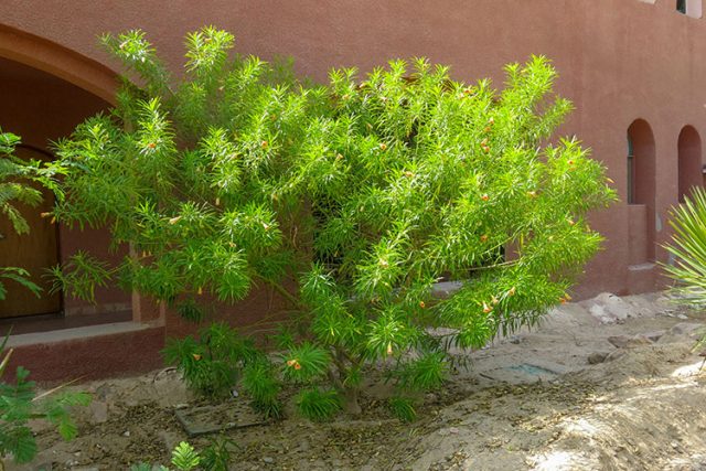 Yellow Oleander Tree The Yellow Oleander