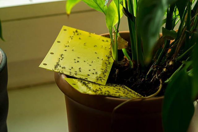 How to eliminate gnats from your houseplants
