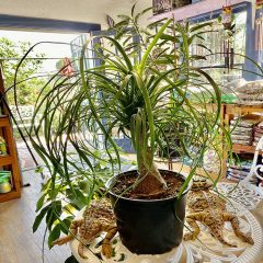 The Ponytail Palm Plant