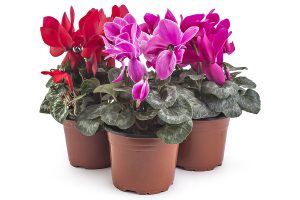 Cyclamen plants CyclamenHouse Plants in Las Cruces