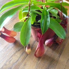 The Pitcher Plant Care