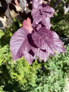 The Leaves of the Purple Leaf Plum