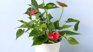 Colorful Leaves for Indoor Decoration