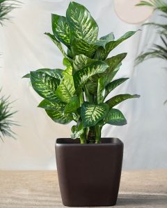 Dieffenbachia Dumb canes plant in the black pot Indoor Plants that are toxic to pets