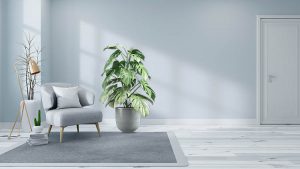 Scandinavian interior of living room concept light gray sofa wi Guzmans Garden Centers