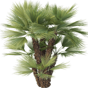 Palm Tree Information