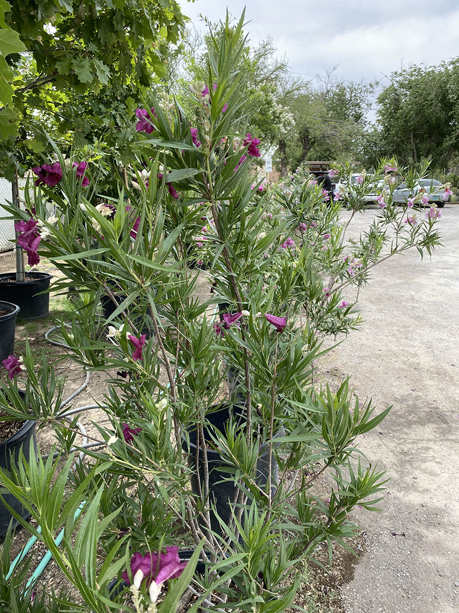 how to care for desert willow tree