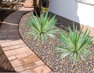 yuccas for landscaping