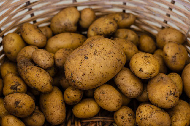 How to grow organic Potatoes
