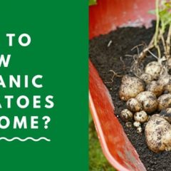 How to grow organic potatoes