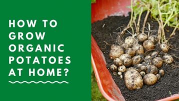 How to grow organic potatoes