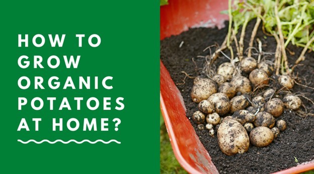 How to grow organic Potatoes 