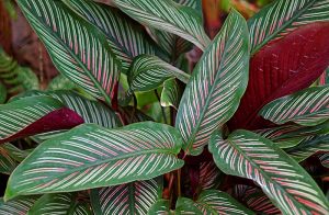 Calathea indoor plants