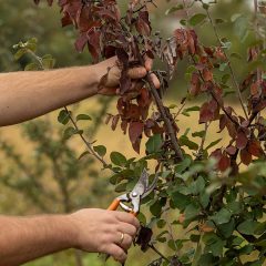 How to Avoid Fungal Diseases on trees and plants