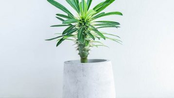 Madagascar Palm Plants