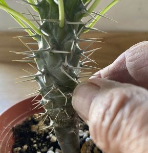 Madagascar Palm Plants Madagascar Palm Plants