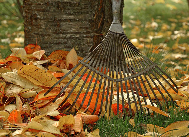 rake leaves Guzmans Garden Centers November gardening tips