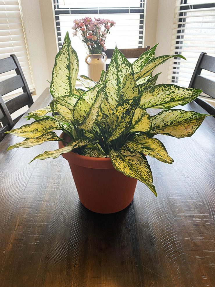 Aglaonema Plants