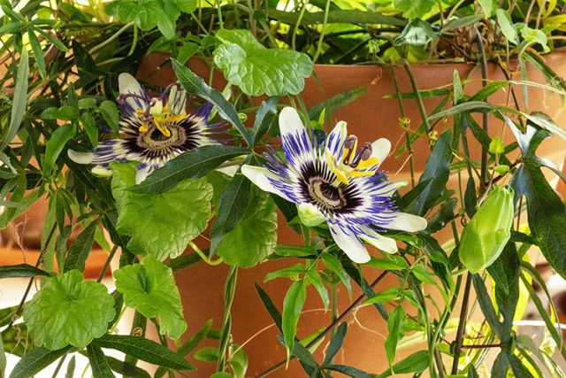 passion vine in a pot