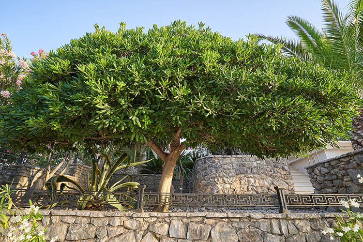 Pittosporum bush grew like a tree in a home garden Guzmans Garden Centers Pittosporum as a tree