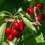 Stellacherrytreefruit Guzmans Garden Centers How to care for a Cherry Tree