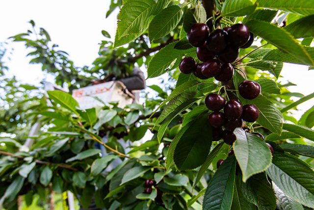 Lapins Sweet Cherries