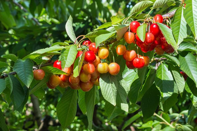 How to care for a Cherry Tree