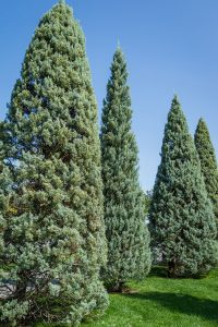 Arizona Blue Cypress