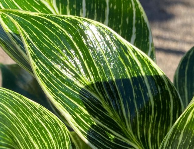 philodendronbirkincloseup Guzmans Garden Centers