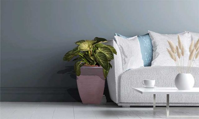 Philodendron Birkin in a pot Philodendron Birkin