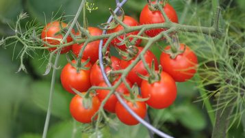 tomatoes-on-tomato-cage