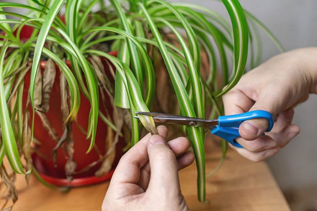 Spider plant with brown tips Spider plant with brown tips
