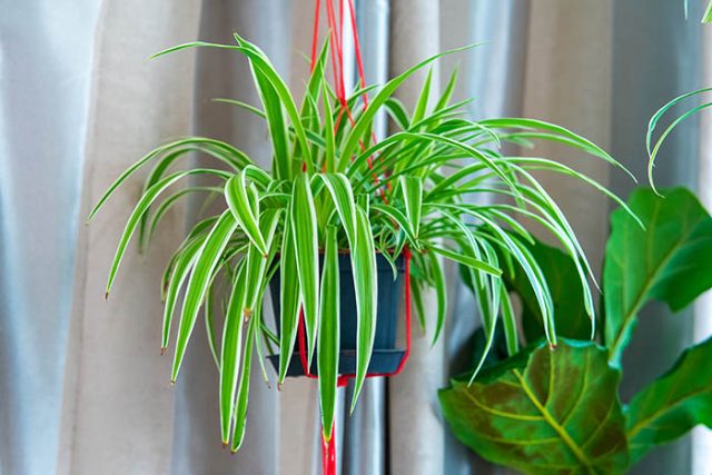 Chlorophytum comosum Spider plant in white hanging pot basket Guzmans Garden Centers Spider Plant in Hanging Basket