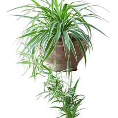 Care of Spider Plant