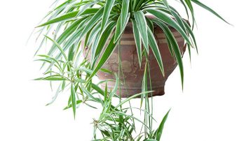 Care of Spider Plant