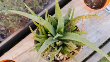 What are the Most Common Aloe Vera Plant Problems and How to Fix Them