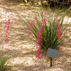 Red Yucca Plants