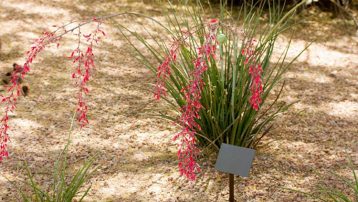 Red Yucca Plants